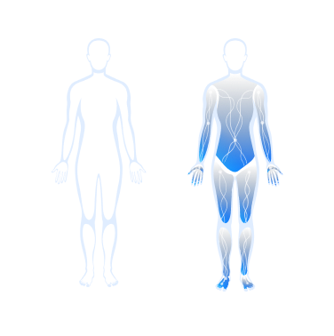 Human body silhouettes highlighting segmental body composition analysis, showing distribution of muscle and fat across different body parts.
